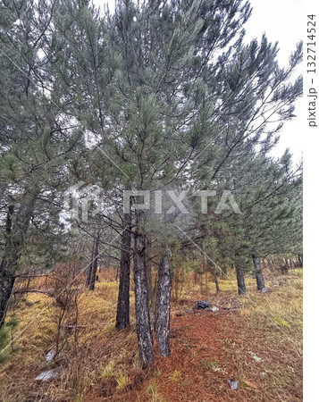 park autumn colors trees dry grass background. High quality photo 132714524