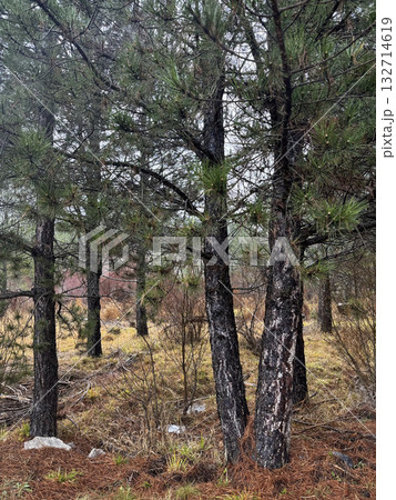 park autumn colors trees dry grass background. High quality photo park autumn colors trees dry grass background. High quality photo 132714619