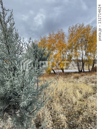 park autumn colors trees dry grass background. High quality photo 132714624