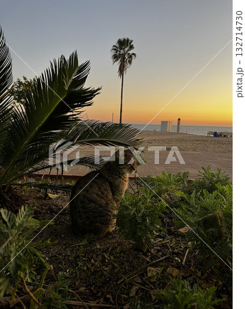 funny cat sunset embankment beach. High quality photo funny cat sunset embankment beach. High quality photo 132714730