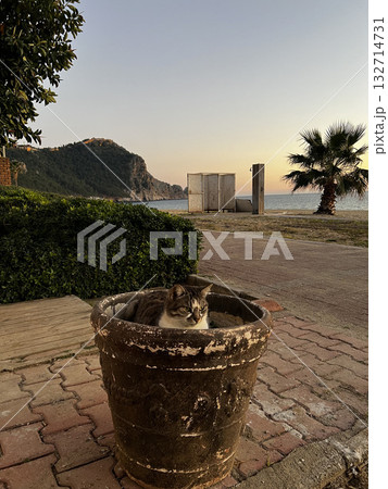 street cat walking. High quality photo 132714731