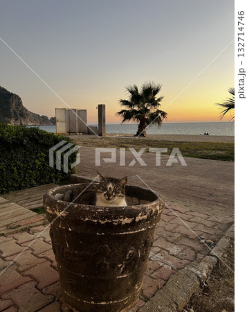 street cat walking. High quality photo street cat walking. High quality photo 132714746