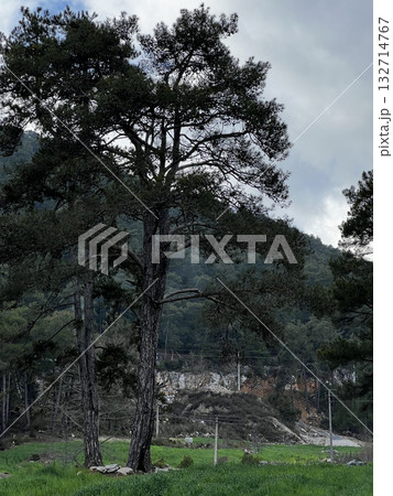 big pine tree in mountains green grass background. High quality photo 132714767