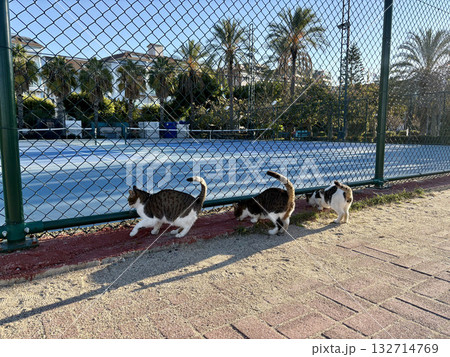 street cat walking. High quality photo 132714769