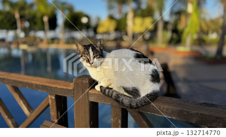 street cat walking. High quality photo street cat walking. High quality photo 132714770