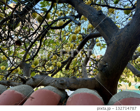 lemons growing under the window. High quality photo 132714787
