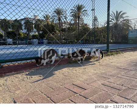 street cat walking. High quality photo street cat walking. High quality photo 132714790