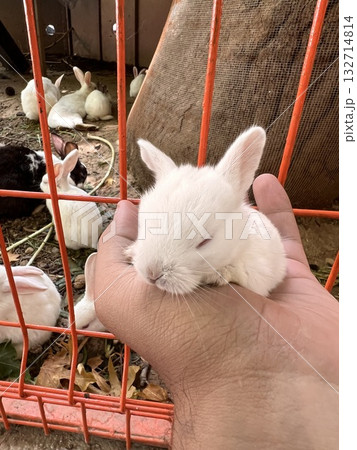 white little rabbit close up. High quality photo 132714814
