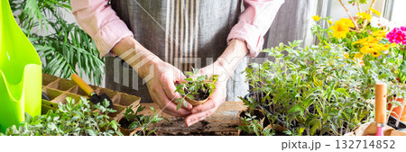 A man carefully pricks out and transfers young tomato seedlings into biodegradable pots. Bright flowers and green plants create a lively indoor garden atmosphere, preparing for spring planting 132714852