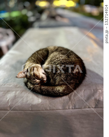 street cat walks through the evening city. High quality photo street cat walks through the evening city. High quality photo 132714914