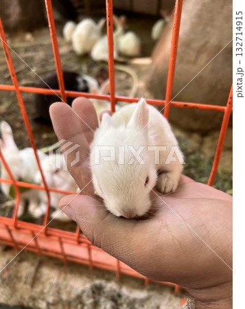 white little rabbit close up. High quality photo white little rabbit close up. High quality photo 132714915