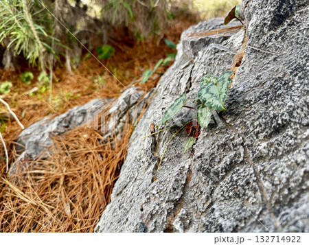 background rock plant close up nature. High quality photo background rock plant close up nature. High quality photo 132714922