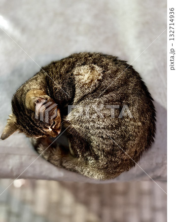 street cat walks through the evening city. High quality photo 132714936