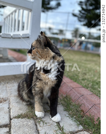 street cat walks through the evening city. High quality photo 132714942