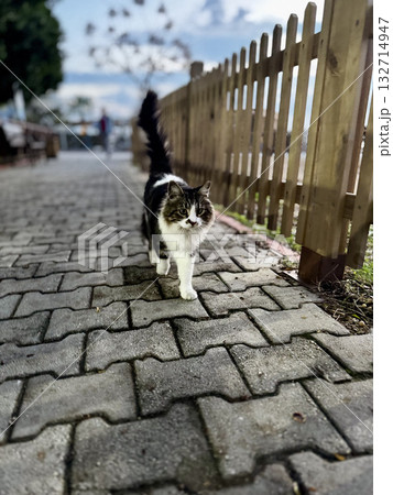 street cat walks through the evening city. High quality photo 132714947
