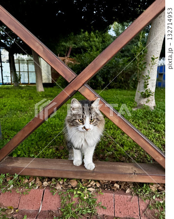 street cat walks through the evening city. High quality photo 132714953
