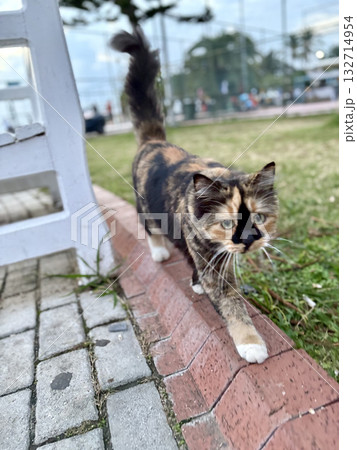 street cat walks through the evening city. High quality photo street cat walks through the evening city. High quality photo 132714954