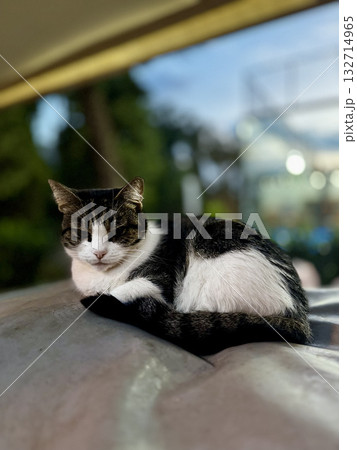 street cat walks through the evening city. High quality photo street cat walks through the evening city. High quality photo 132714965