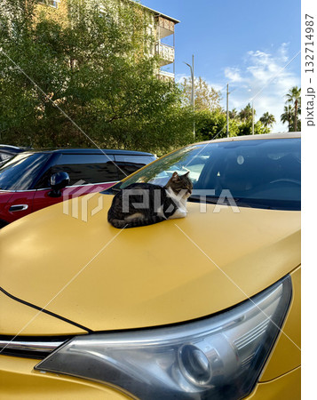 street cat walks through the evening city. High quality photo 132714987