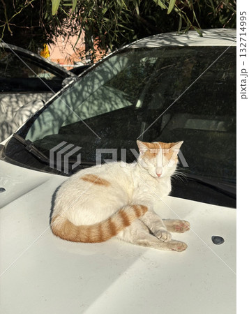 street cat walks through the evening city. High quality photo 132714995