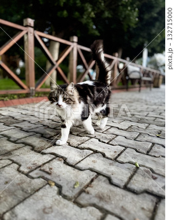 street cat walks through the evening city. High quality photo street cat walks through the evening city. High quality photo 132715000