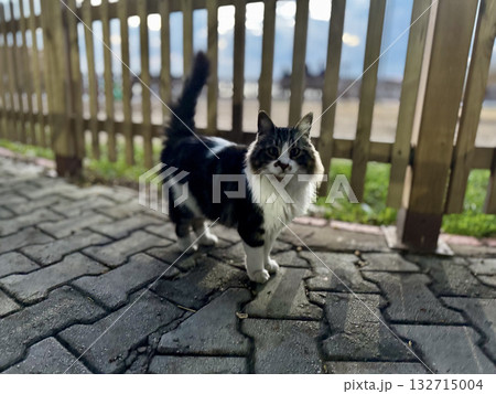 street cat walks through the evening city. High quality photo street cat walks through the evening city. High quality photo 132715004