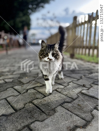 street cat walks through the evening city. High quality photo street cat walks through the evening city. High quality photo 132715047