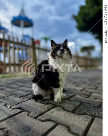 street cat walks through the evening city. High quality photo street cat walks through the evening city. High quality photo 132715048