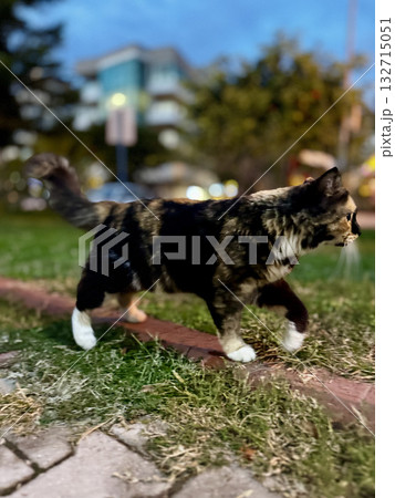 street cat walks through the evening city. High quality photo street cat walks through the evening city. High quality photo 132715051