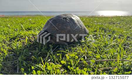 turtle close up on the sea coast. High quality photo 132715077