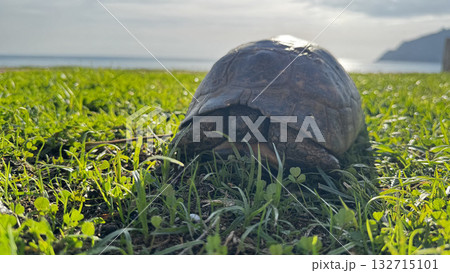 turtle close up on the sea coast. High quality photo turtle close up on the sea coast. High quality photo 132715101
