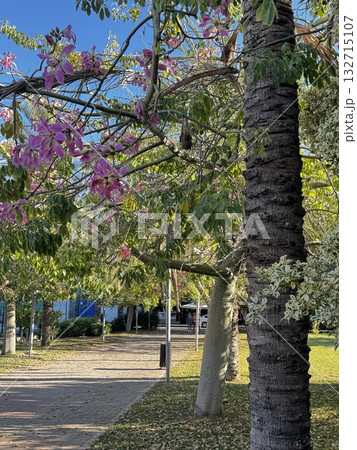 blooming exotic trees park alley. High quality photo blooming exotic trees park alley. High quality photo 132715107