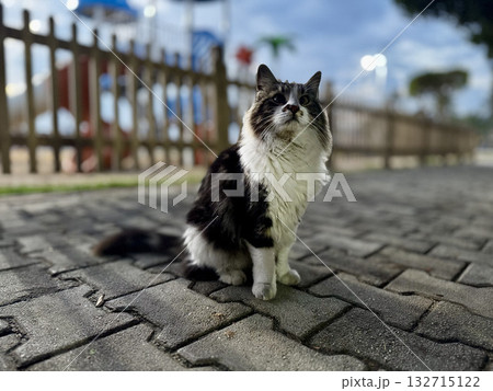street cat walks through the evening city. High quality photo 132715122