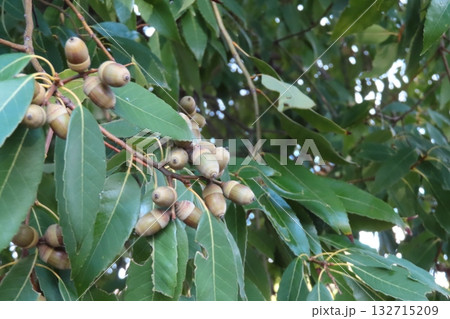 秋に熟したどんぐりの実。木になったどんぐり 132715209