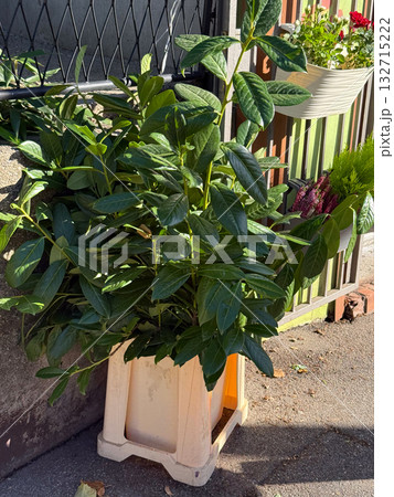 Green leafy plant growing in plastic container near fence. Urban greenery, natural simplicity and outdoor calm. 132715222