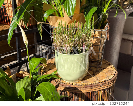 Heather plant in ceramic pot illuminated by sunlight. Natural beauty, cozy urban corner and peaceful autumn mood. 132715244