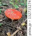 Poisonous mushroom fly agaric grows in the forest 132715274