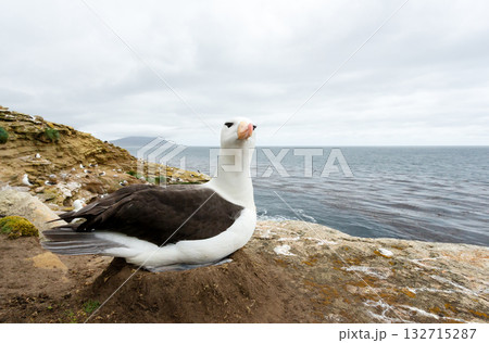 Black-browed Albatross sitting on a mud pillar nest Black-browed Albatross sitting on a mud pillar nest 132715287