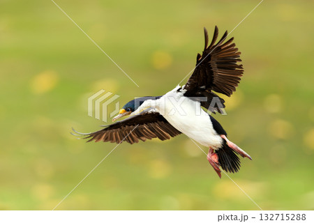 Close-up of an Imperial Shag in flight with wings spread in the Falkland Islands Close-up of an Imperial Shag in flight with wings spread in the Falkland Islands 132715288