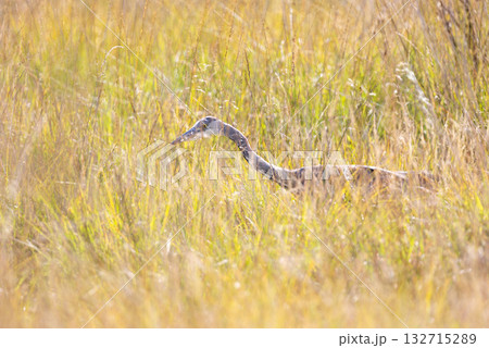 Grey heron hunting in tall grass in a meadow 132715289