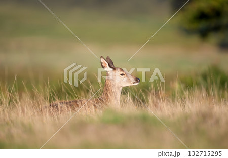 Red deer calf lying in grass in autumn meadow 132715295