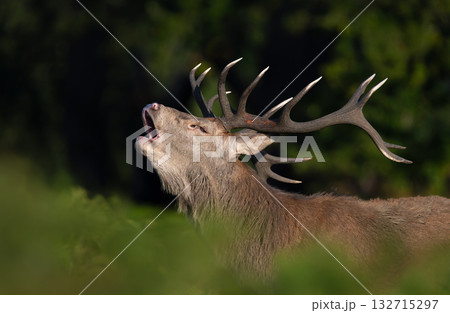 Portrait of a red deer stag roaring during rutting season in autumn 132715297