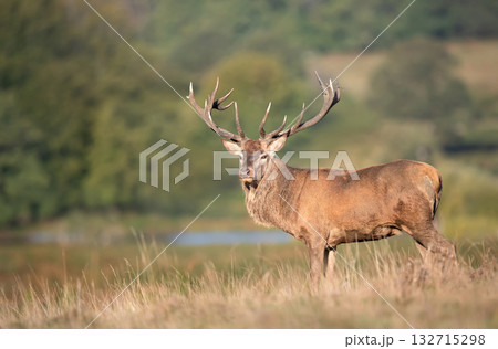 Majestic red deer stag with large antlers standing in a meadow 132715298