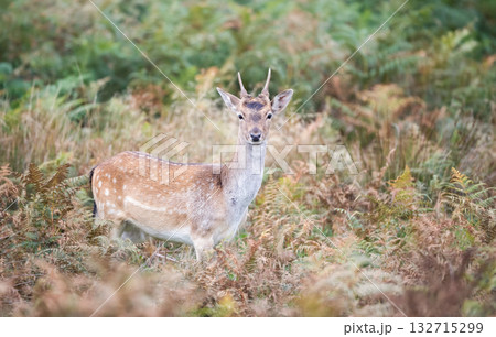 Young fallow deer stag standing among ferns in autumn meadow Young fallow deer stag standing among ferns in autumn meadow 132715299
