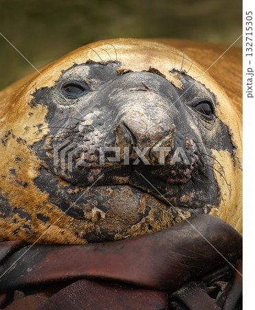 Portrait of a Southern Elephant Seal during molting season in the Falkland Islands Portrait of a Southern Elephant Seal during molting season in the Falkland Islands 132715305
