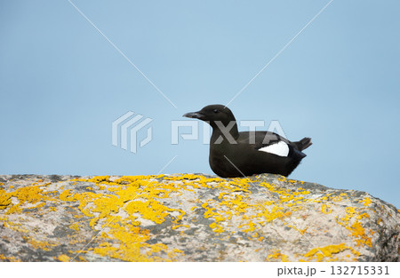Black Guillemot perched on a rock covered in vibrant yellow lichen Black Guillemot perched on a rock covered in vibrant yellow lichen 132715331