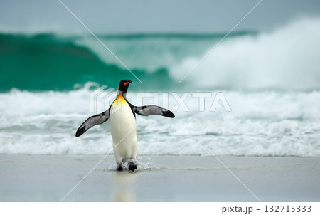 King penguin stepping onto sandy beach with crashing waves in background 132715333