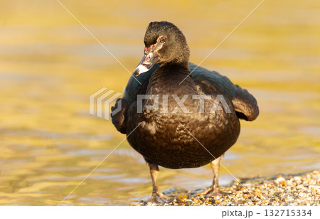 Portrait of a Muscovy duck  132715334