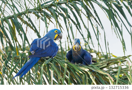 Pair of Hyacinth Macaws perched on a palm frond in Pantanal, Brazil Pair of Hyacinth Macaws perched on a palm frond in Pantanal, Brazil 132715336