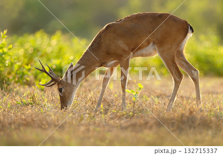 Male Pampas deer with small antlers grazing in a meadow under soft sunset light 132715337
